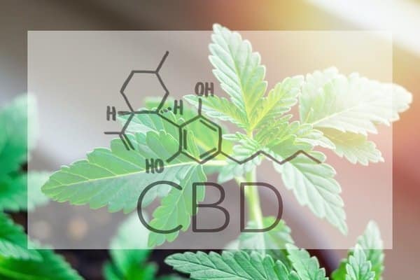 cbd plant and structure