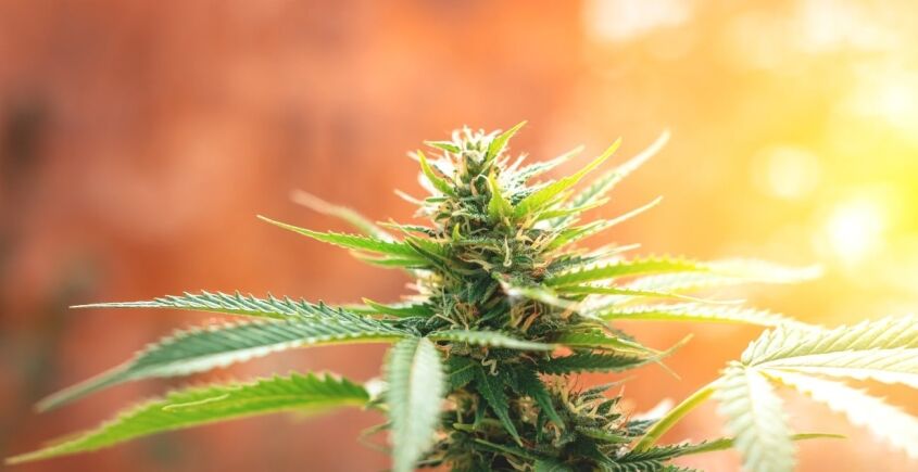 sativa hybrid indica strains