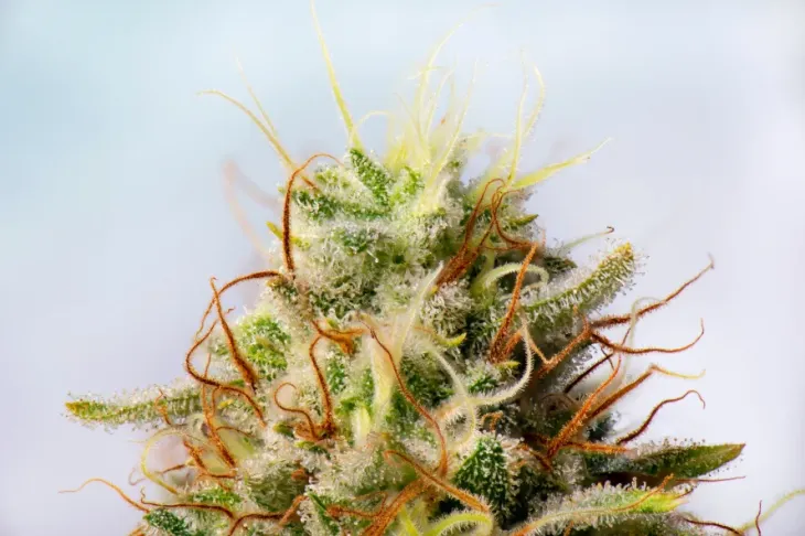 Close-up of the chimera cannabis bud