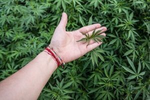 Checking hemp grown in a farm.