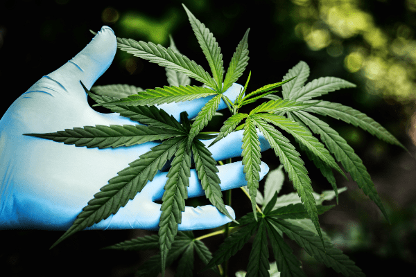 marijuana leaves