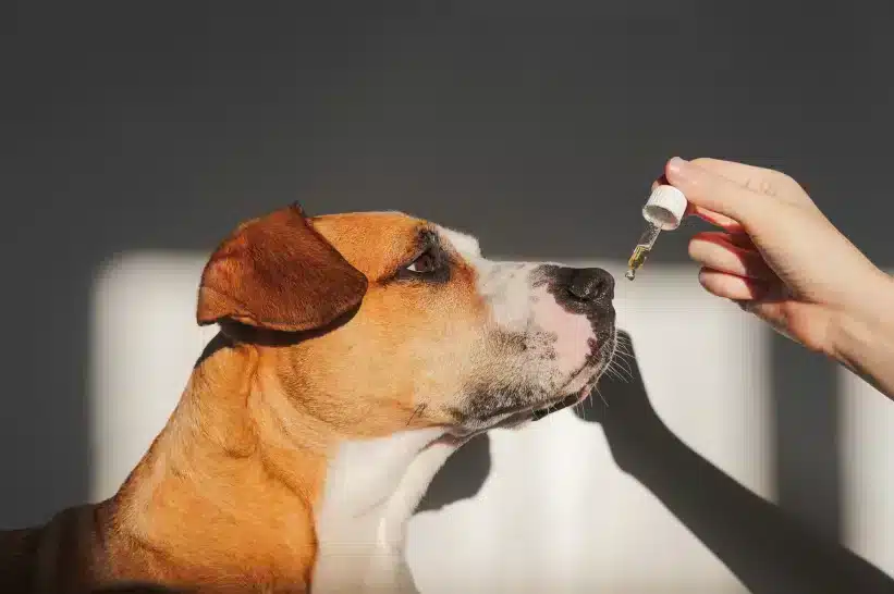 Dog administered with a CBD tincture.