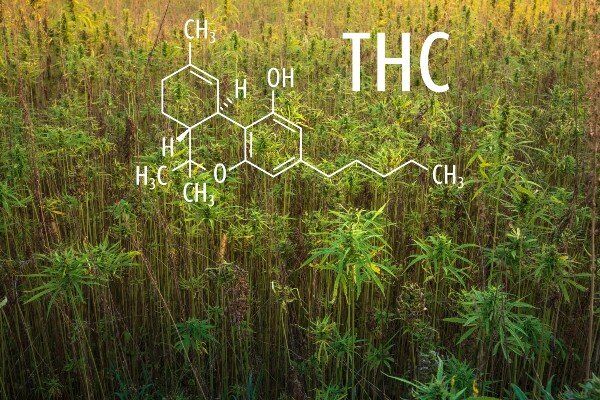cannabis plants