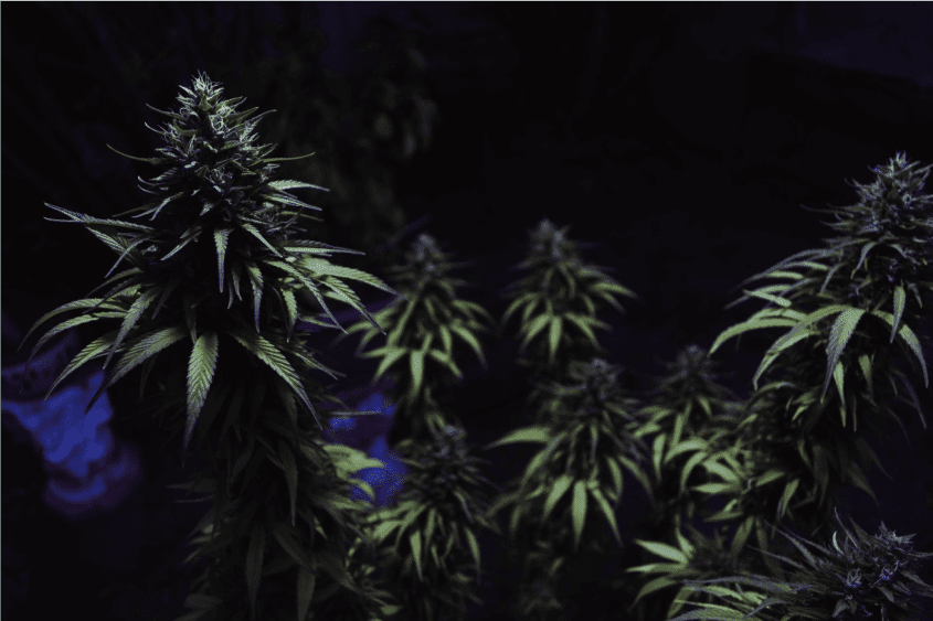 Cannabis terpenes blog image