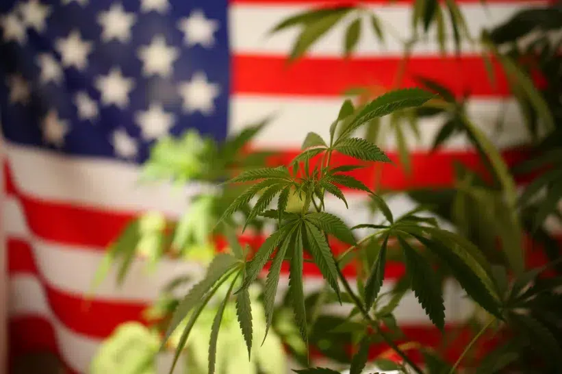Cannabis plant with the American flag as its background.