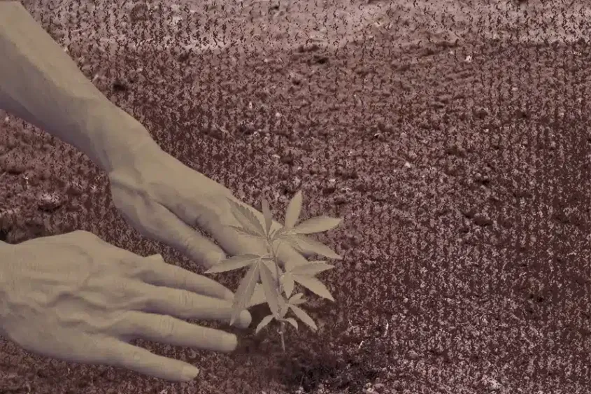 Hands planting a cannabis seedling.