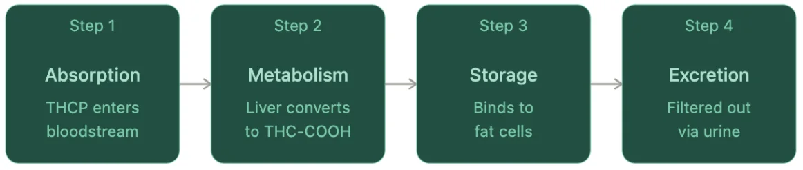 THCP metabolism and excretion process
