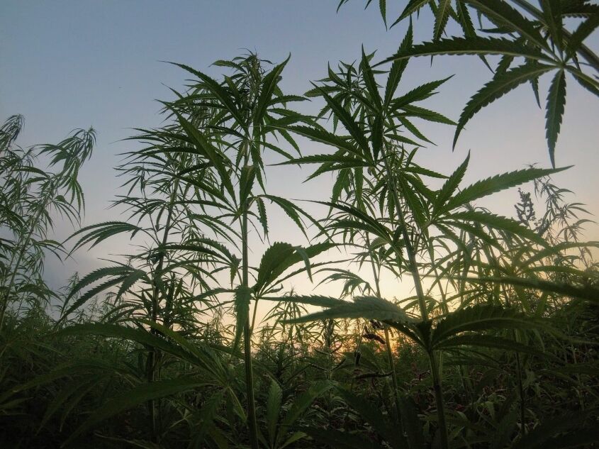 Hemp Facts