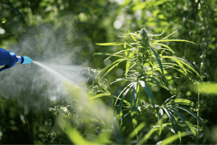 Is THCA sprayed blog image