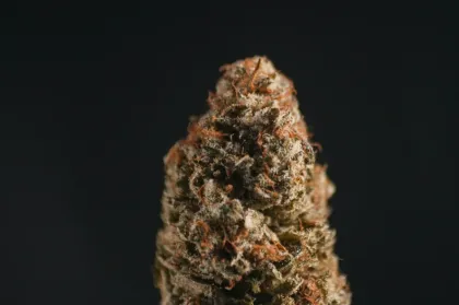 Close-up of the Orange Creamsicle cannabis flower bud