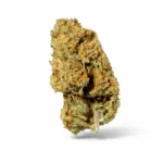 PAPAYA PUNCH_FLOWER PAPAYA PUNCH_FLOWER