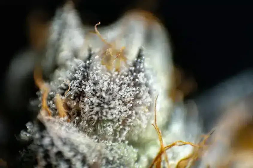 a close up of a. white-frosted diamond infused weed