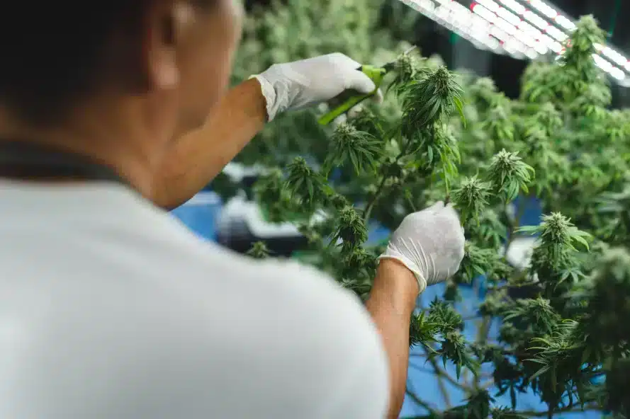 a person cutting leaves with scissors