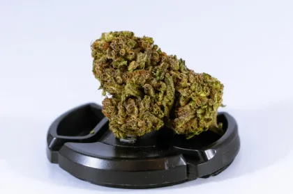 Close-up of forbidden runtz strain buds on display