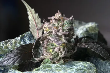 Close-up of cocolato strain bud on rocks