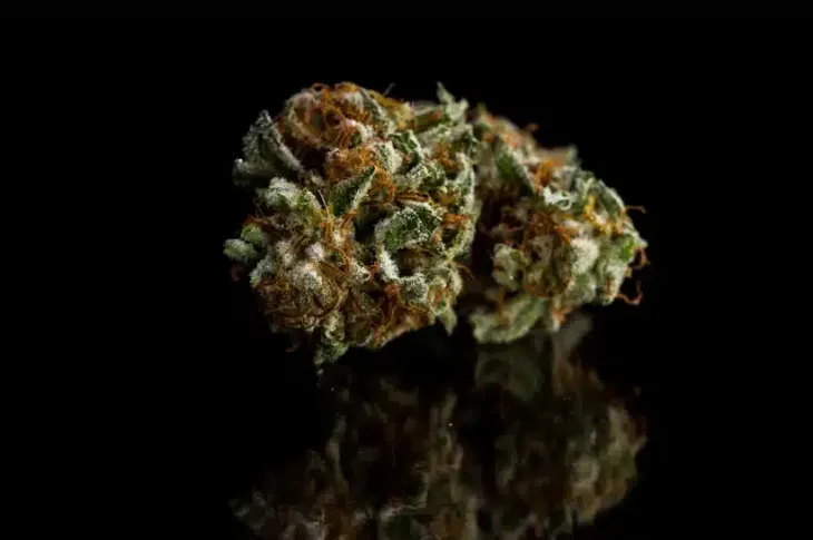 a close up of a photo similar to the sweet island skunk strain