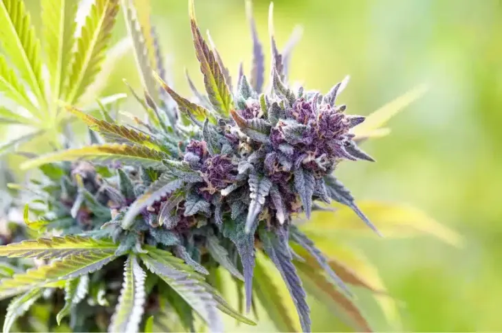 a close up of a Modified Grapes strain look-alike