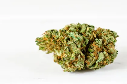 Close-up of cannabis flower bud called Hawaiian Snow