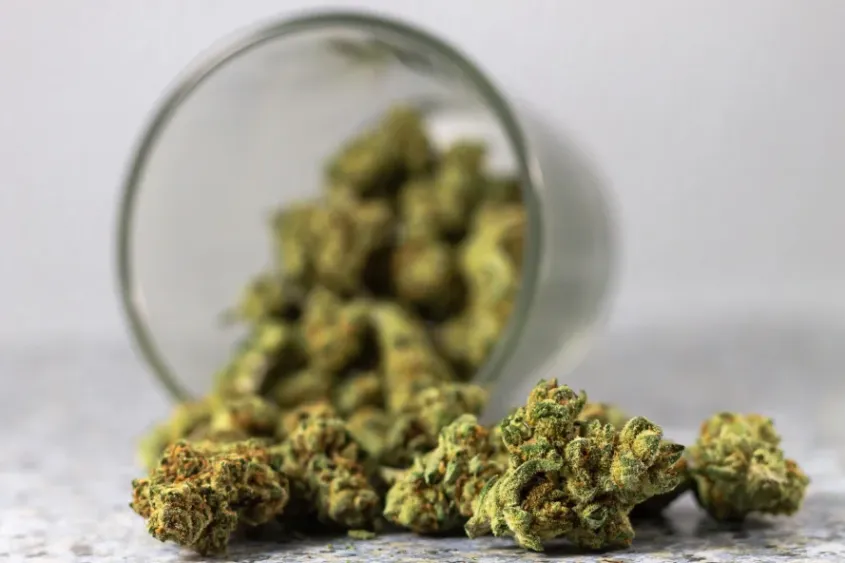 Close-up of cannabis buds in jar