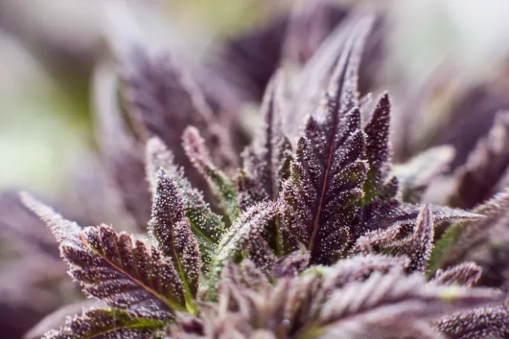 Close-up of purple cannabis leaves