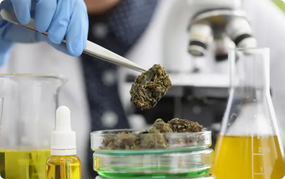 Lab technician holding a hemp bud with tweezers beside beakers of extract