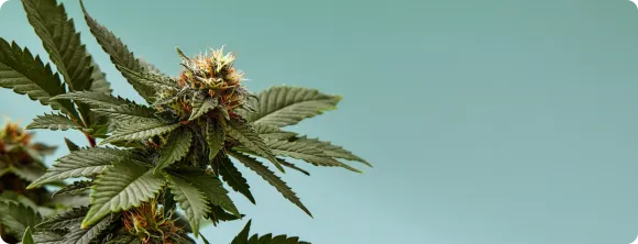Hemp plant against a teal background