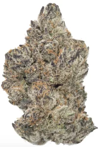 a close up of a black velvet bud