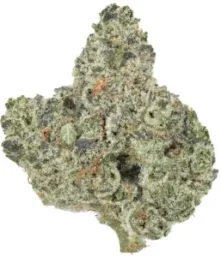 a close up of a watermelon zkittlez strain