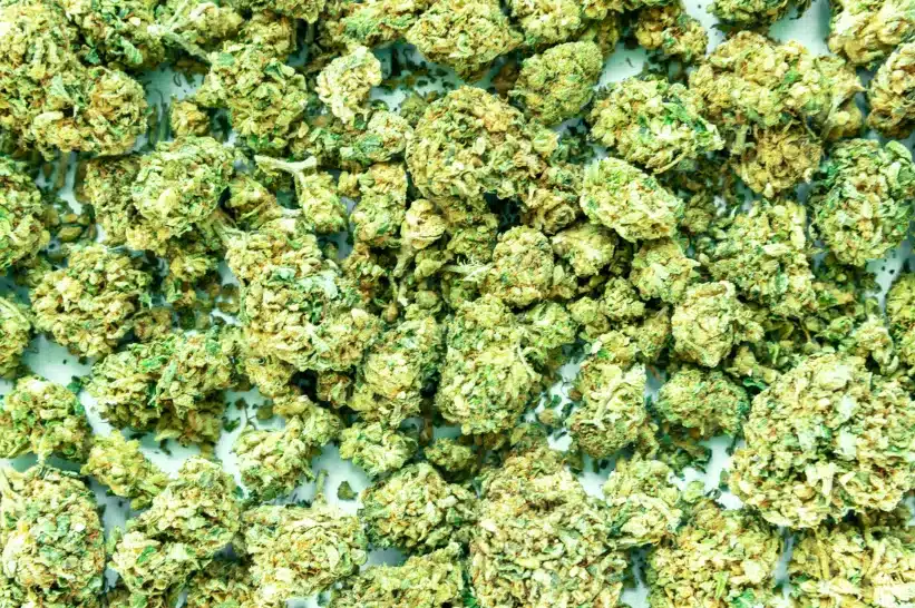 a pile of small buds