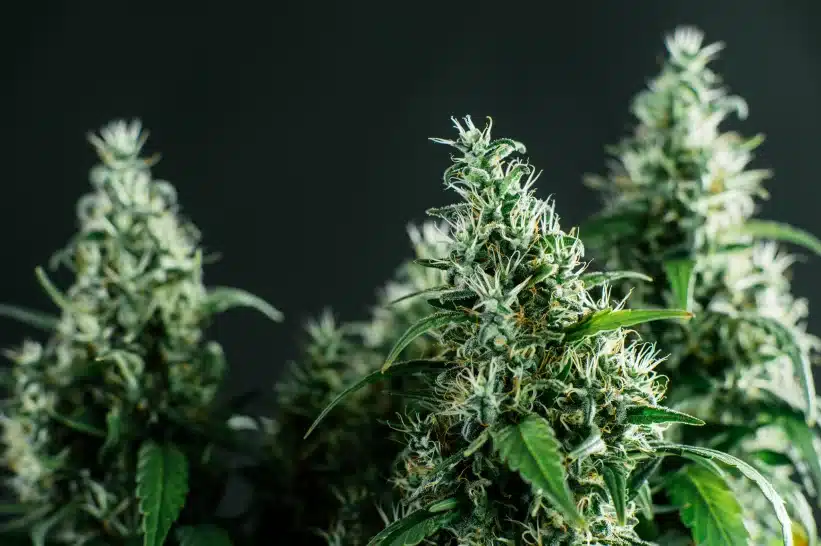 a close up of three big buds