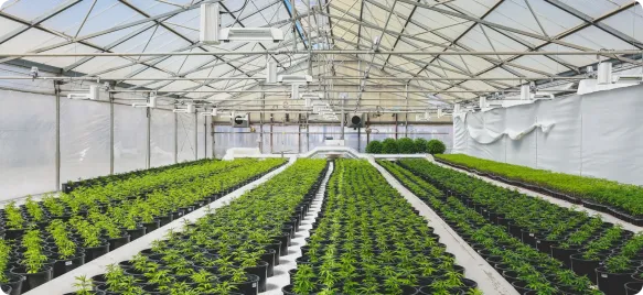 Rows of hemp plants growing inside a greenhouse