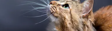 background 20