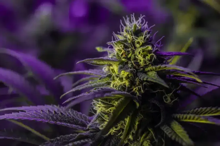 a close up of a plant