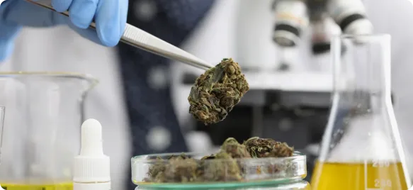 Lab technician handling hemp flower with tweezers beside glass beakers