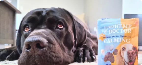 Dog resting next to a bag of The Hemp Doctor Calming hemp oil dog treats