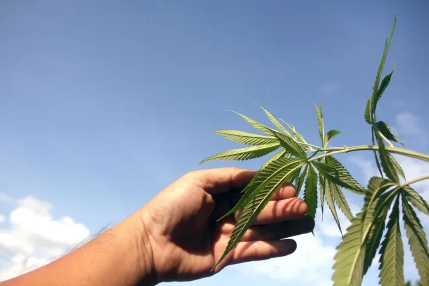 Hand holding cannabis plant branch