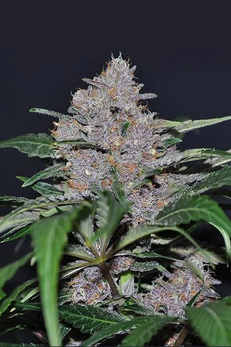 Purple cannabis flower with green leaves