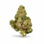 ZAZA | THCA EXOTIC FLOWER | VICE CITY RUNTZ