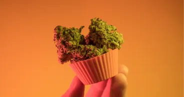 Hand holding cannabis flower buds in a coral cupcake liner on an orange background