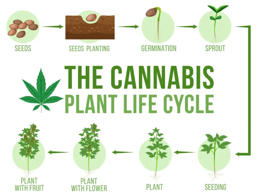 a diagram of a weed life cycle