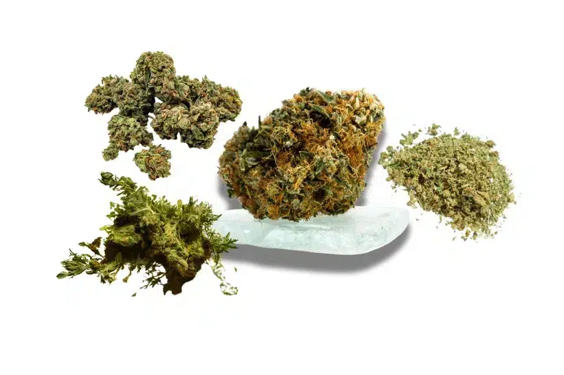 a group of marijuana buds