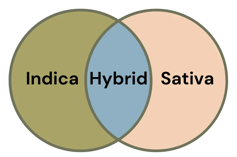 a diagram of indica, hybrid, and sativa strains