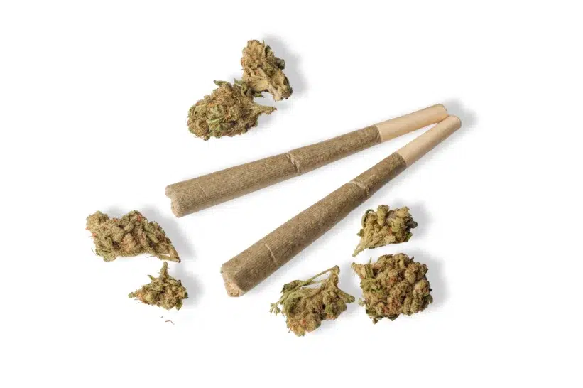 a group of marijuana joints and buds