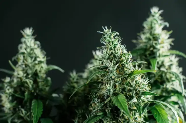 a close up of a wedding cake strain