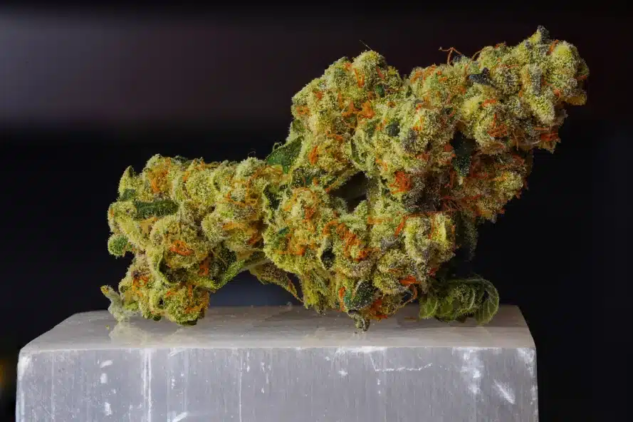 Close-up of cannabis flower headhunter strain
