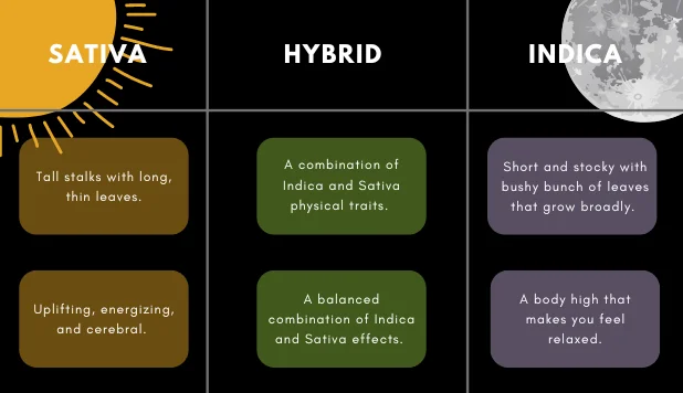 Sativa, Indica, and Hybrid Chart Comparing their differences