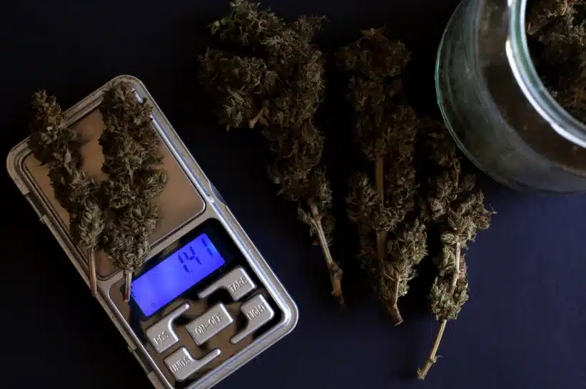 a scale with cannabis green buds on it