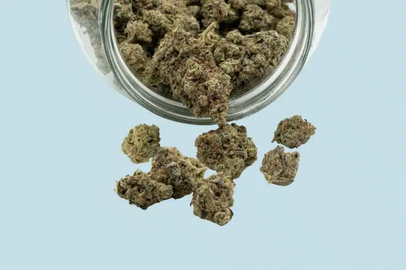 a pound of cannabis. green buds